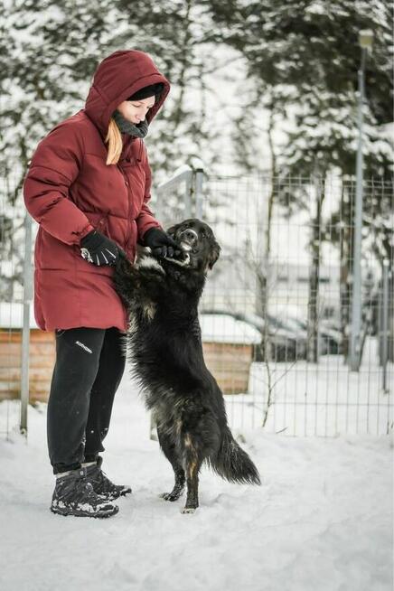 Majlo -podrośnięty cudowny szczeniak do adopcji