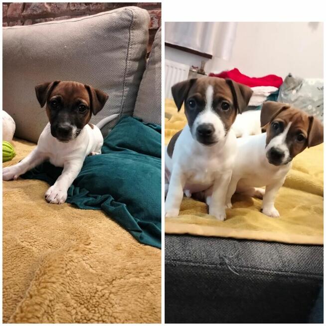 Urocze szczeniaki – idealne do domu i rodziny