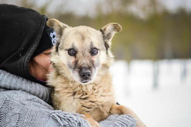 Stiwi- niewidomy mały piesek czeka na cierpliwy dom