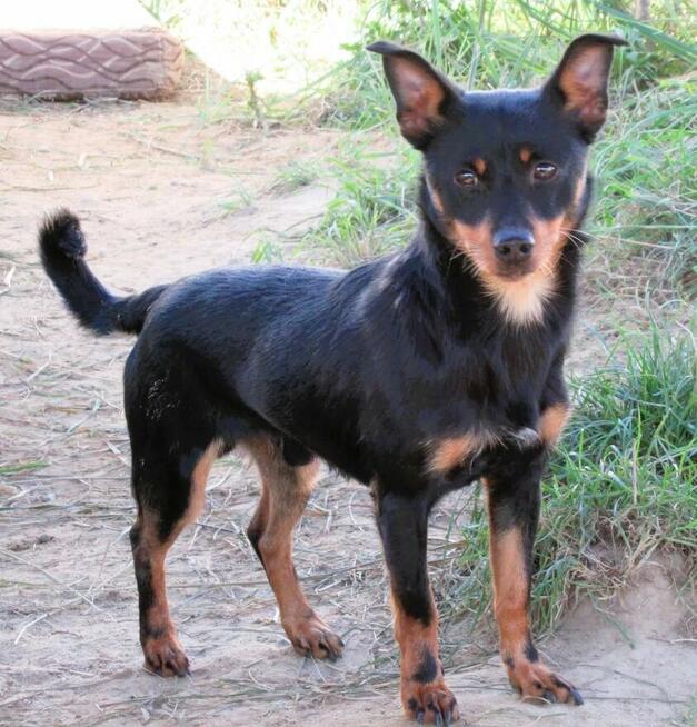 ZORRO - niewielki psiak w typie pinczera szuka domu