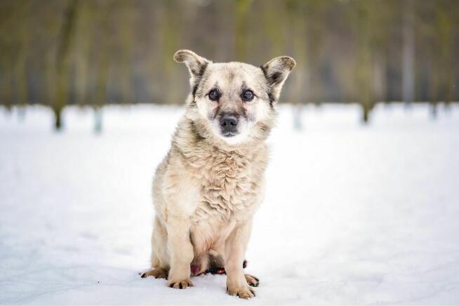 Stiwi- niewidomy mały piesek czeka na cierpliwy dom