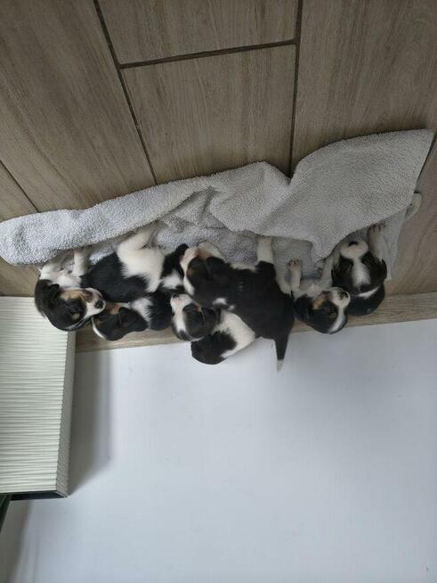 Szczeniaki suczki bigle