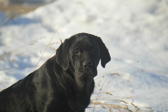 Labrador Retriever ZKWP/FCI - piękne czarne szczenięta