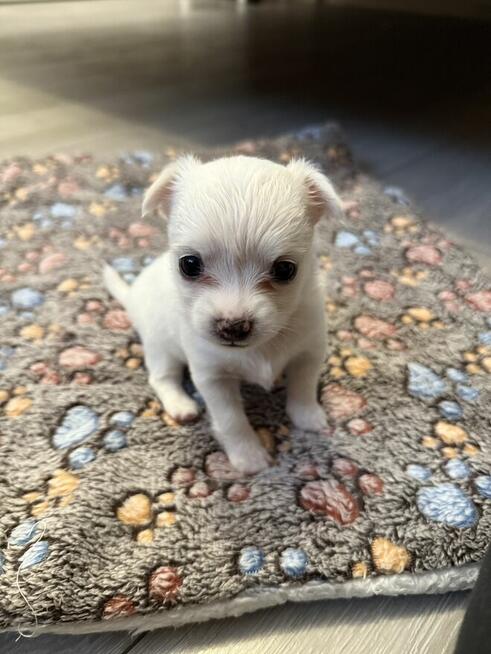 Suczka Chihuahua do odbioru w marcu