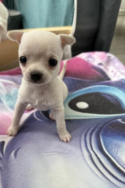 Suczka Chihuahua do odbioru w marcu
