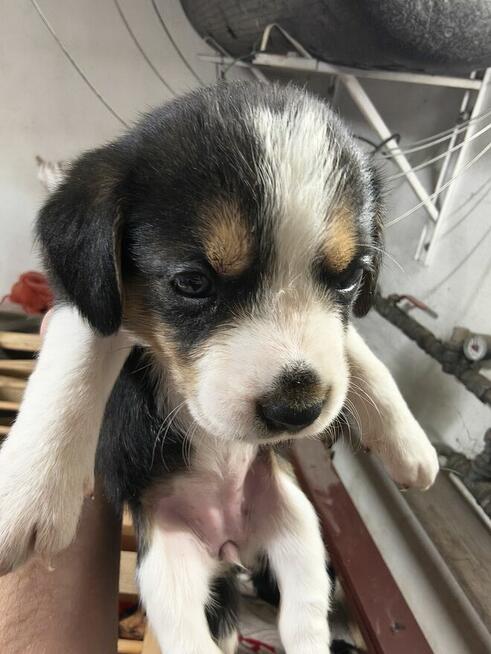 Szczeniaki suczki bigle