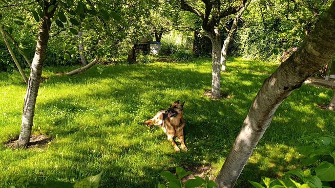 Ogródek działkowy ROD Chabry Opole