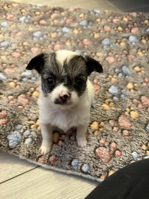Suczka Chihuahua do odbioru w marcu