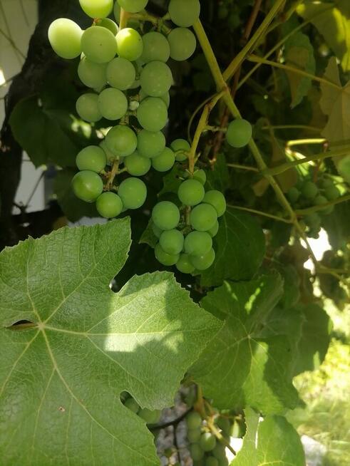 Działka ROD „Wrzos” - domek murowany, altana, drzewa owocowe