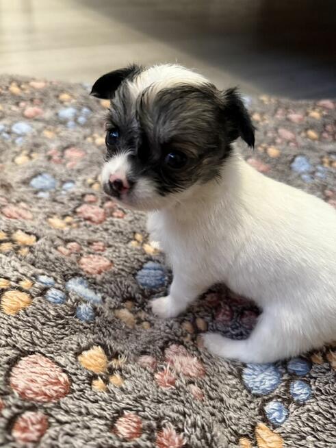 Suczka Chihuahua do odbioru w marcu