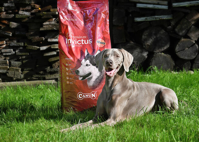 Sprzedaję karmy dla psów i kotów