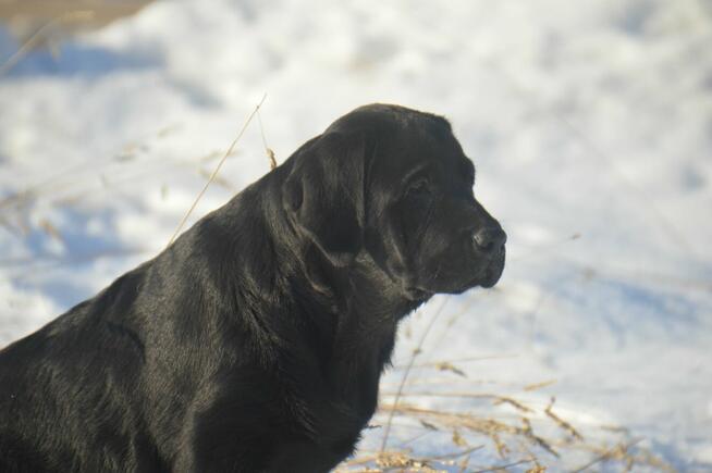 Labrador Retriever ZKWP/FCI - piękne czarne szczenięta