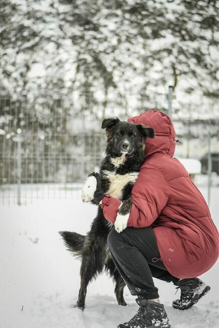 Majlo -podrośnięty cudowny szczeniak do adopcji