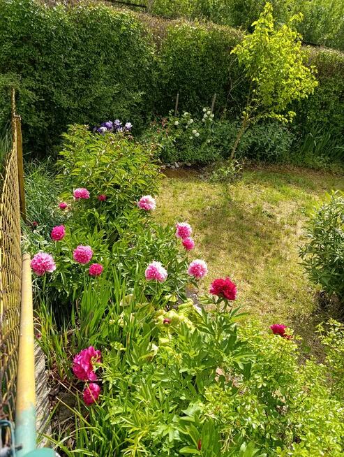 Ogródek działkowy ROD Chabry Opole