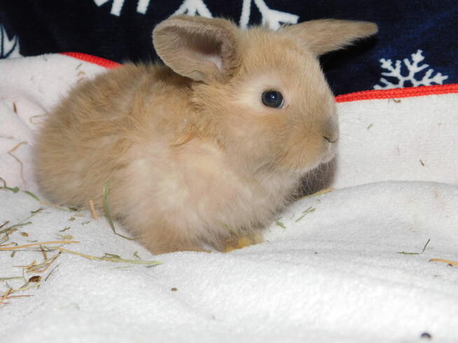 Baranki mini lop niebieska i beżowa samiczki