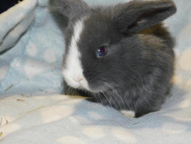 Baranki mini lop niebieska i beżowa samiczki