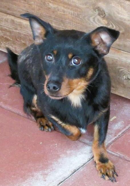 ZORRO - niewielki psiak w typie pinczera szuka domu