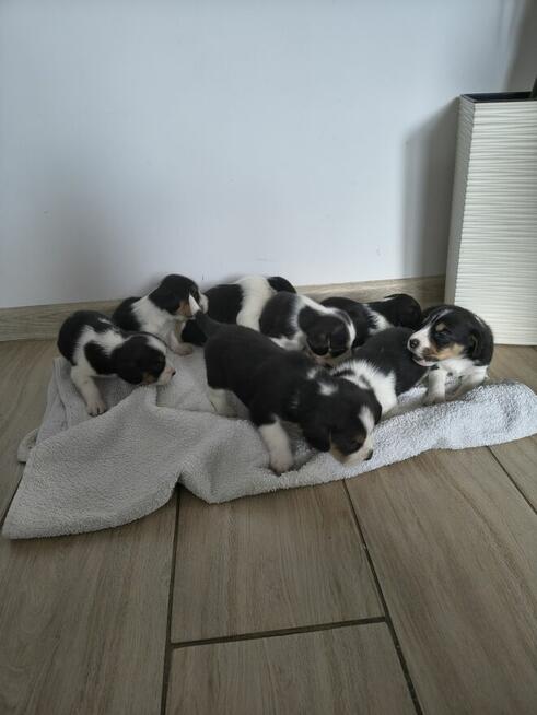 Szczeniaki suczki bigle