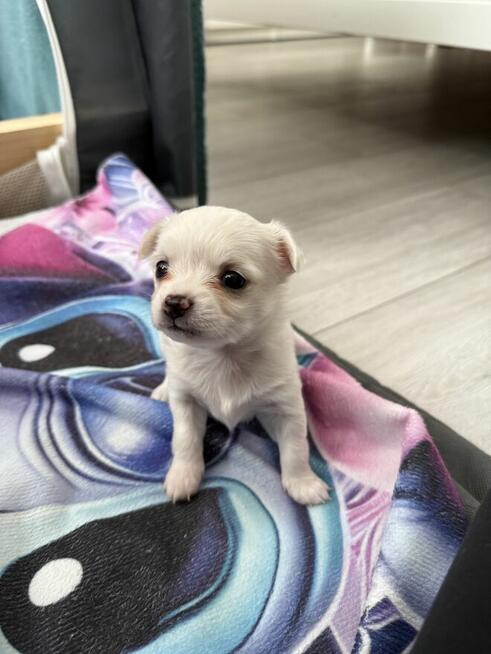 Suczka Chihuahua do odbioru w marcu