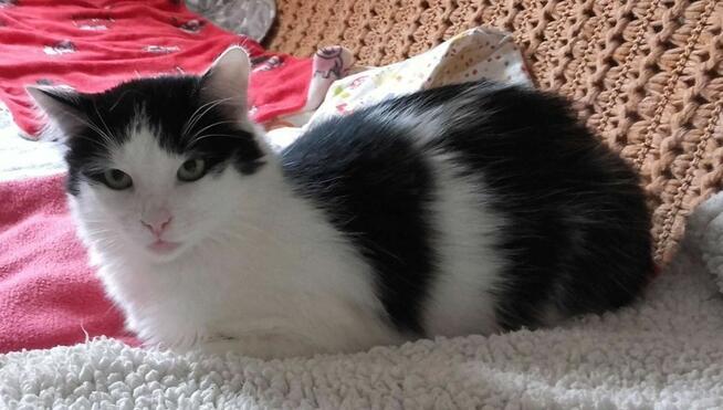 Długowłosy słodziak Funio 11 mies.