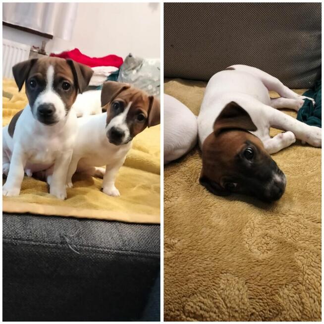 Urocze szczeniaki – idealne do domu i rodziny