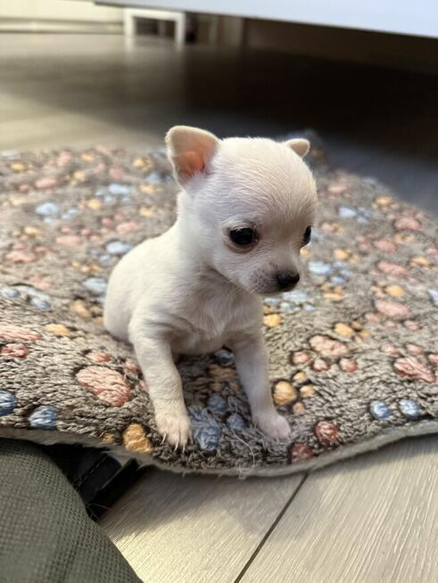 Suczka Chihuahua do odbioru w marcu