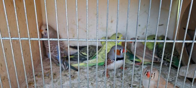 Sprzedam papugi widoczne na zdjęciach