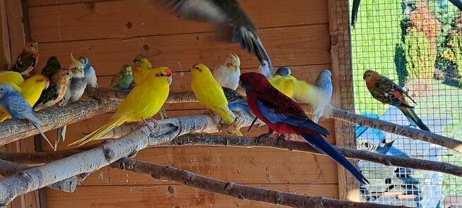 Sprzedam papugi widoczne na zdjęciach