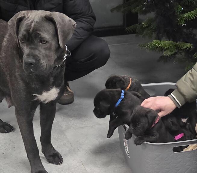 Oddam szczeniaczki CC