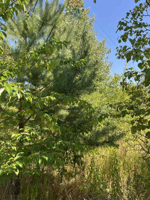 Działka (jeszcze) rolna przy rezerwacie