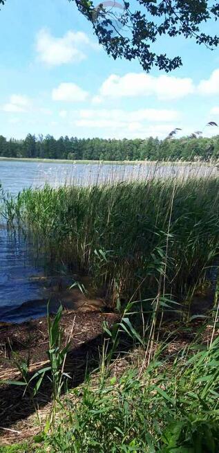 Działka z linią brzegową, siedlisko z sadem i las