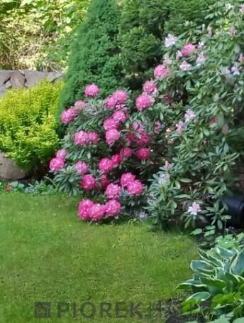 2-pokojowe mieszkanie w dzielnicy Wesoła