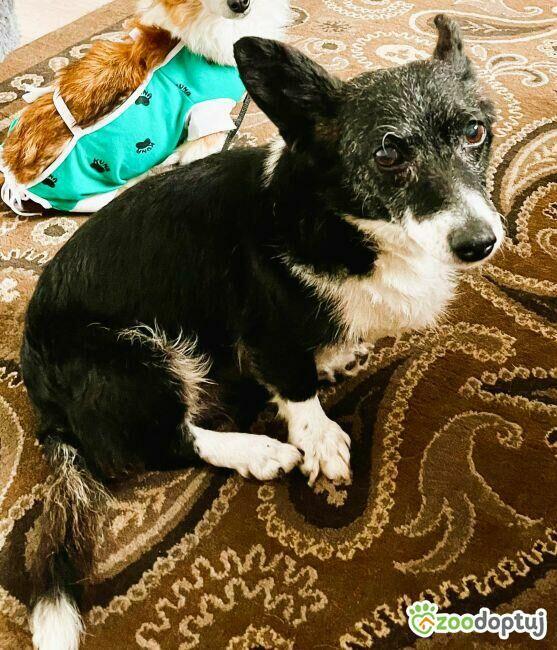 KULKA - kochana, mała sunia szuka pilnie domu