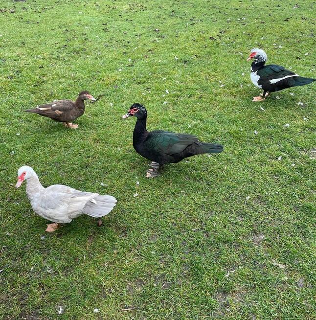 Kaczki na ubój lub do dalszego chowu 60zł/szt.