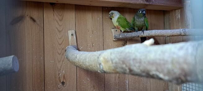 Sprzedam papugi widoczne na zdjęciach
