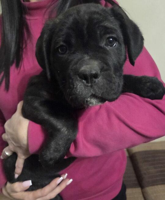 Oddam szczeniaczki CC