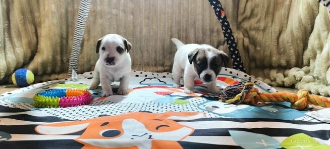 Jack Russell terrier fci