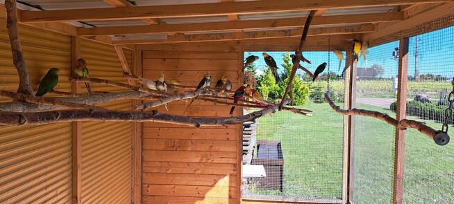 Sprzedam papugi widoczne na zdjęciach