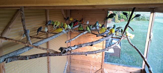 Sprzedam papugi widoczne na zdjęciach