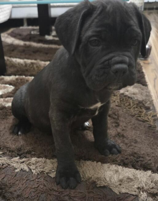 Oddam szczeniaczki CC