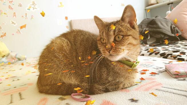 Oddam kotkę w dobre ręce