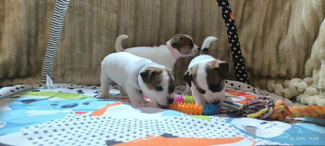 Jack Russell terrier fci