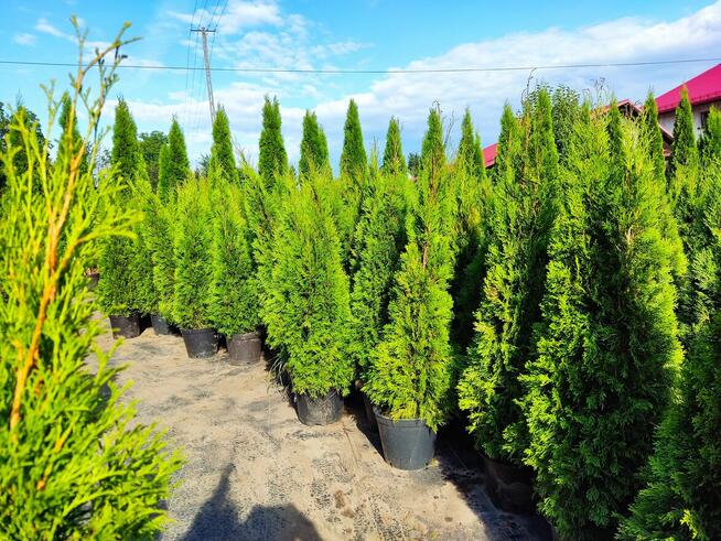 Tuje Ustroń, Wisła,-Sadzenie żywopłotów śląsk dostawa gratis