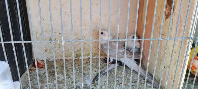 Sprzedam papugi widoczne na zdjęciach