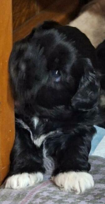 Sunia Shih tzu szczeniak kupię.