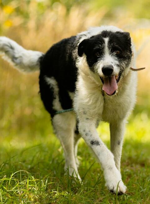 DONALD - piękny psiak w typie wyżła/wilczarza szuka domu