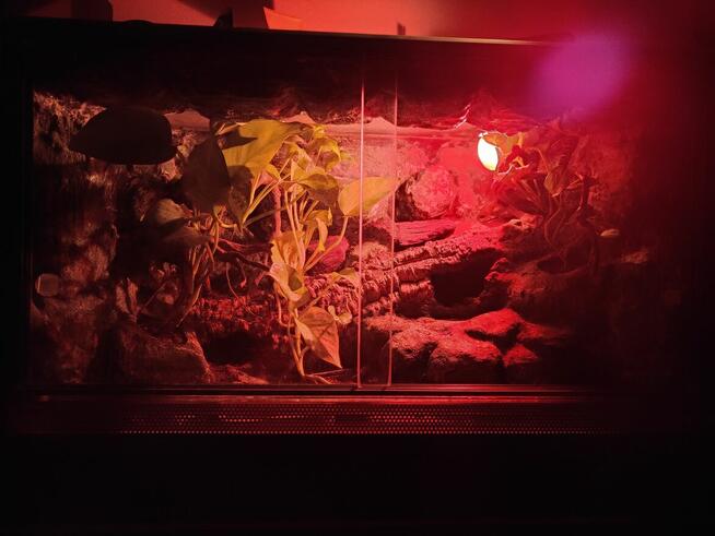 Terrarium 60x40x40 Gekon Coleonyx Mitratus