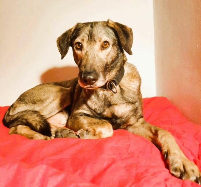 KORNEL - kochany, wrażliwy psiak szuka domu na zawsze