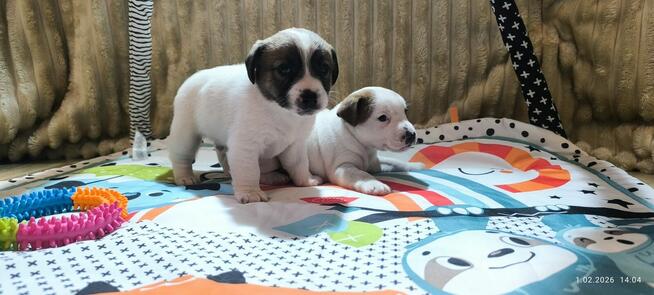 Jack Russell terrier fci