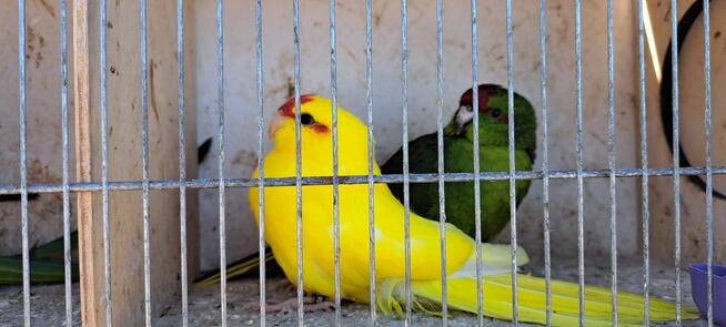 Sprzedam papugi widoczne na zdjęciach